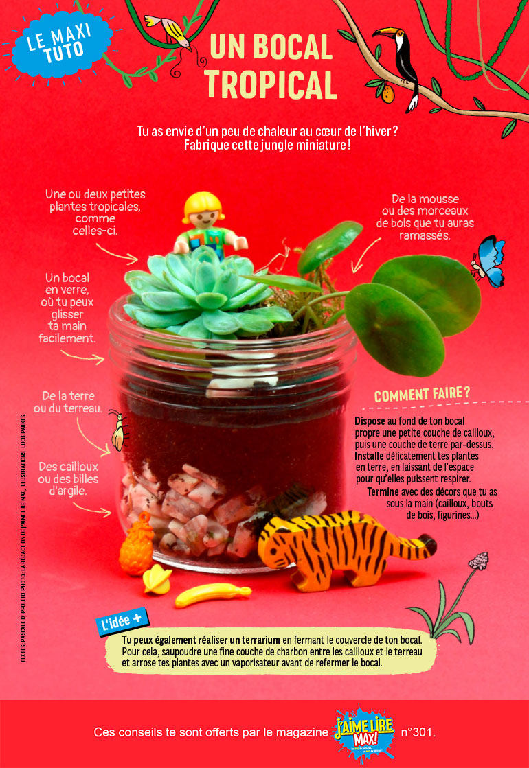 Un bocal tropical, J‘aime lire Max n°301, janvier 2024. Photo : la rédaction de J'aime Lire Max. Illustrations : Lucie Parkes.