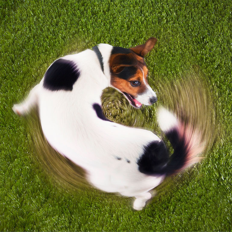 “Occupe-toi bien de ton chien…”, Images Doc n°433, janvier 2025.