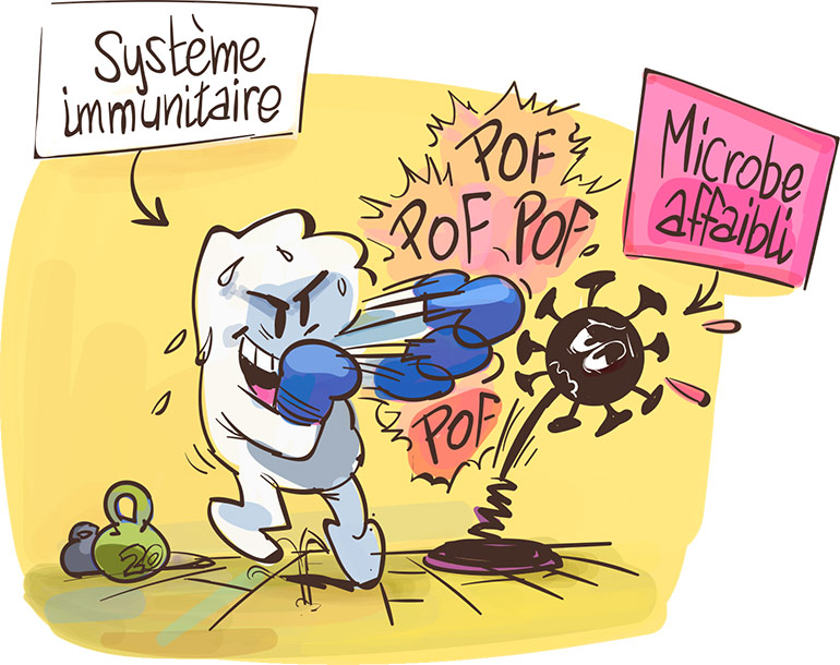 Un vaccin nous permet de devenir résistant aux microbes. Il contient un microbe inoffensif ou seulement un morceau de celui-ci. Grâce à lui, ton corps s’entraîne à fabriquer des armes contre ce microbe. Ainsi, ton corps saura se défendre s’il le rencontre. Images Doc n° 434. Texte : Olivier Voizeux. Illustration : Renaud Collin.