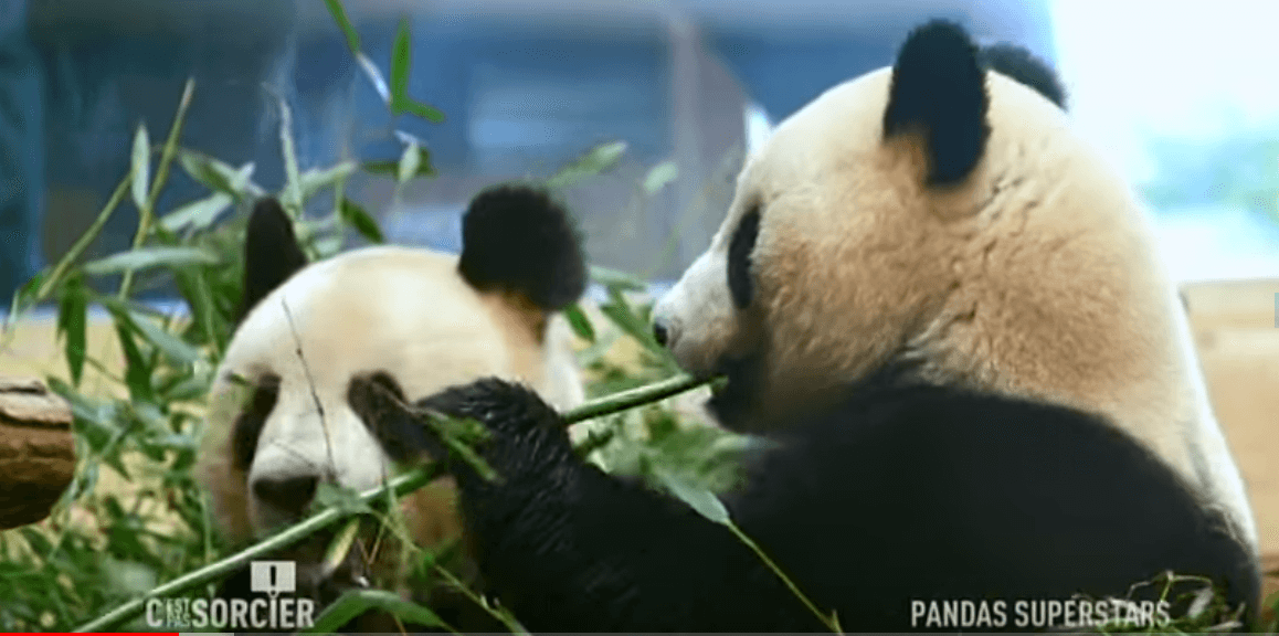 CPS panda