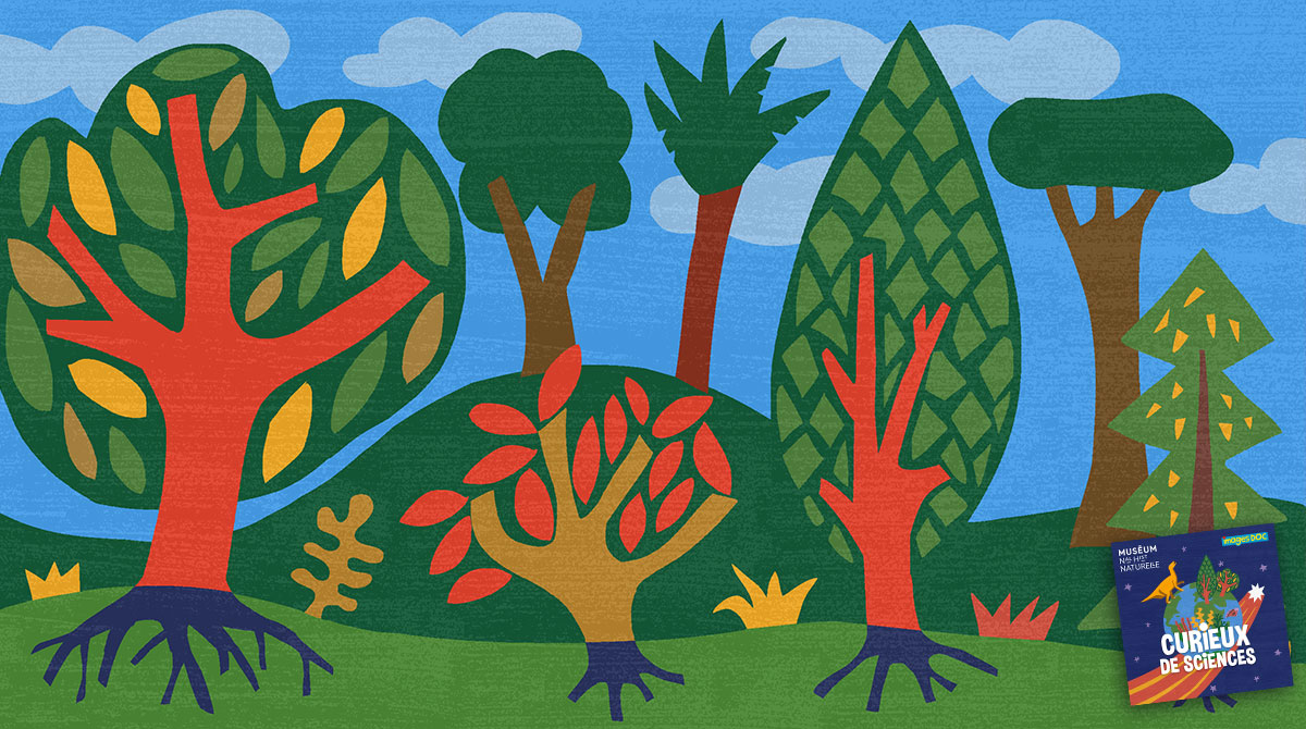 “À quoi servent les arbres ?” Podcast pour enfants “Curieux de sciences” Bayard Jeunesse - Muséum national d'Histoire naturelle.