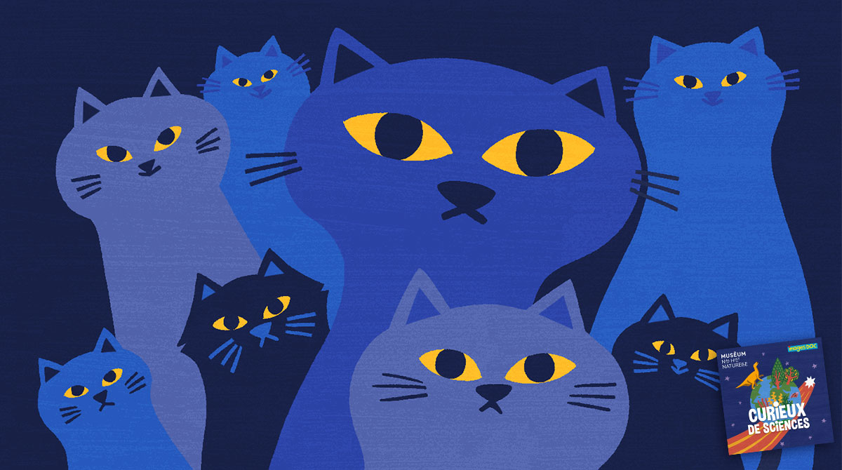 Podcast pour les enfants “Curieux de sciences” : Comment les chats voient-ils dans le noir ? avec Alexis Lécu.