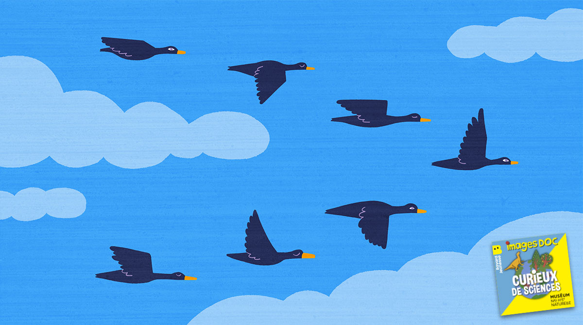 Podcast pour les enfants “Curieux de sciences” : Pourquoi les oiseaux migrateurs voyagent-ils ? avec Frédéric Jiguet, ornithologue et biologiste de la conservation.