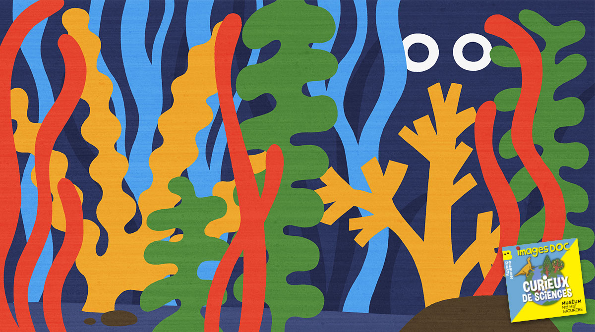Podcast pour les enfants “Curieux de sciences” : “Est-ce que des animaux vivent dans les algues ?”, avec Sandrine Derrien, océanographe.