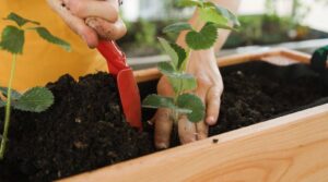 Mon premier potager