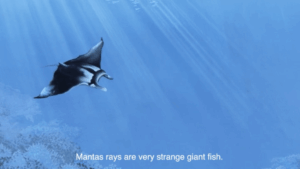 Mantas ray