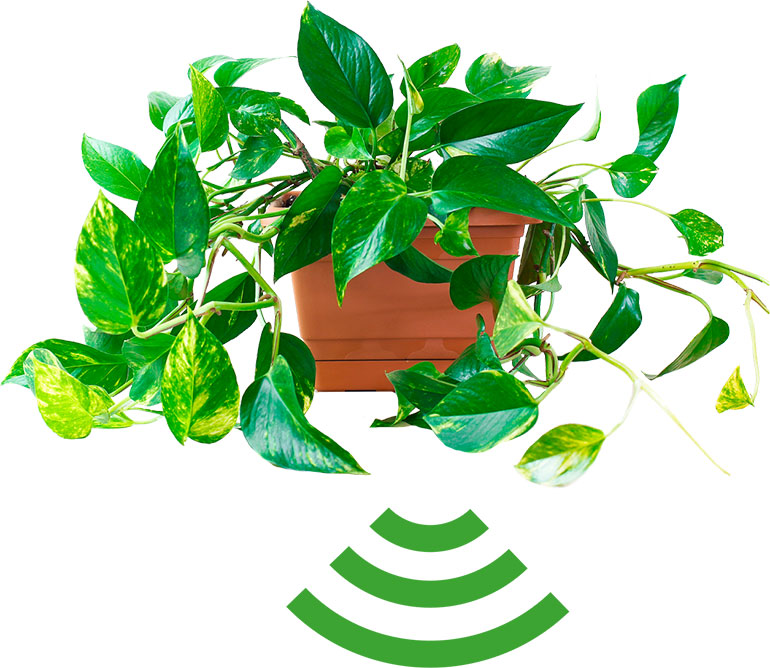 Le pothos. Un réseau Wi-Fi végétal, article extrait du magazine Okapi n°1197, 1er avril 2024. Photo : Adobestock.