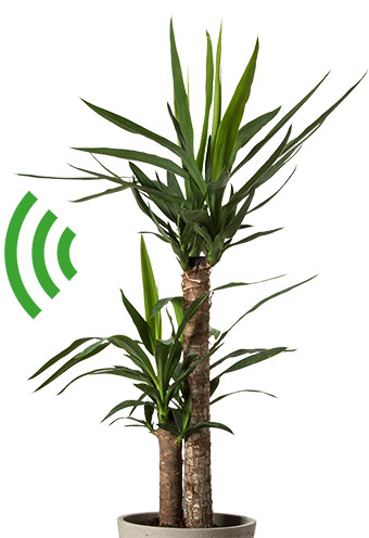 Le yucca. Un réseau Wi-Fi végétal, article extrait du magazine Okapi n°1197, 1er avril 2024. Photo : Adobestock.