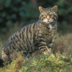 Scottish-wildcat (c) Wild Scotland .org