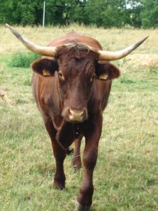 Vache_Oudeuil Vache_Oudeuil