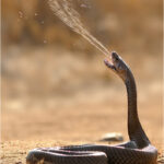 Cobra indien - ©DR cobra indien plus