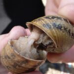 escargots accouplement escargots accouplement