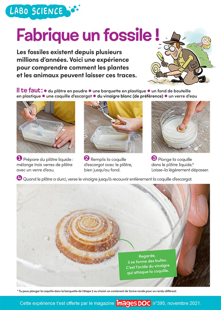 Fabrique un fossile ! Photos : Rebecca Josset. Illustrations : Jérôme Sié.