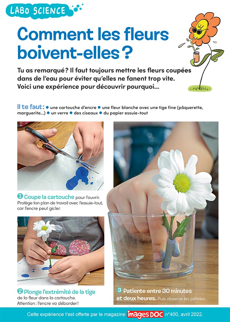 “Labo science : comment les fleurs boivent-elles ?”, Images Doc n°400, avril 2022. Photos : Rebecca Josset. Illustrations : Jérôme Sié.