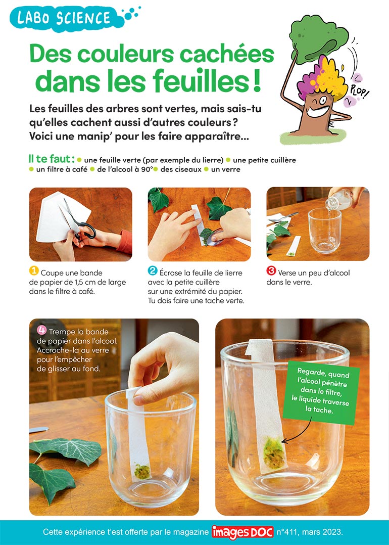 Labo science : des couleurs cachées dans les feuilles !, Images Doc n°411, mars 2023. Photos : Rebecca Josset. Illustrations : Jérôme Sié.