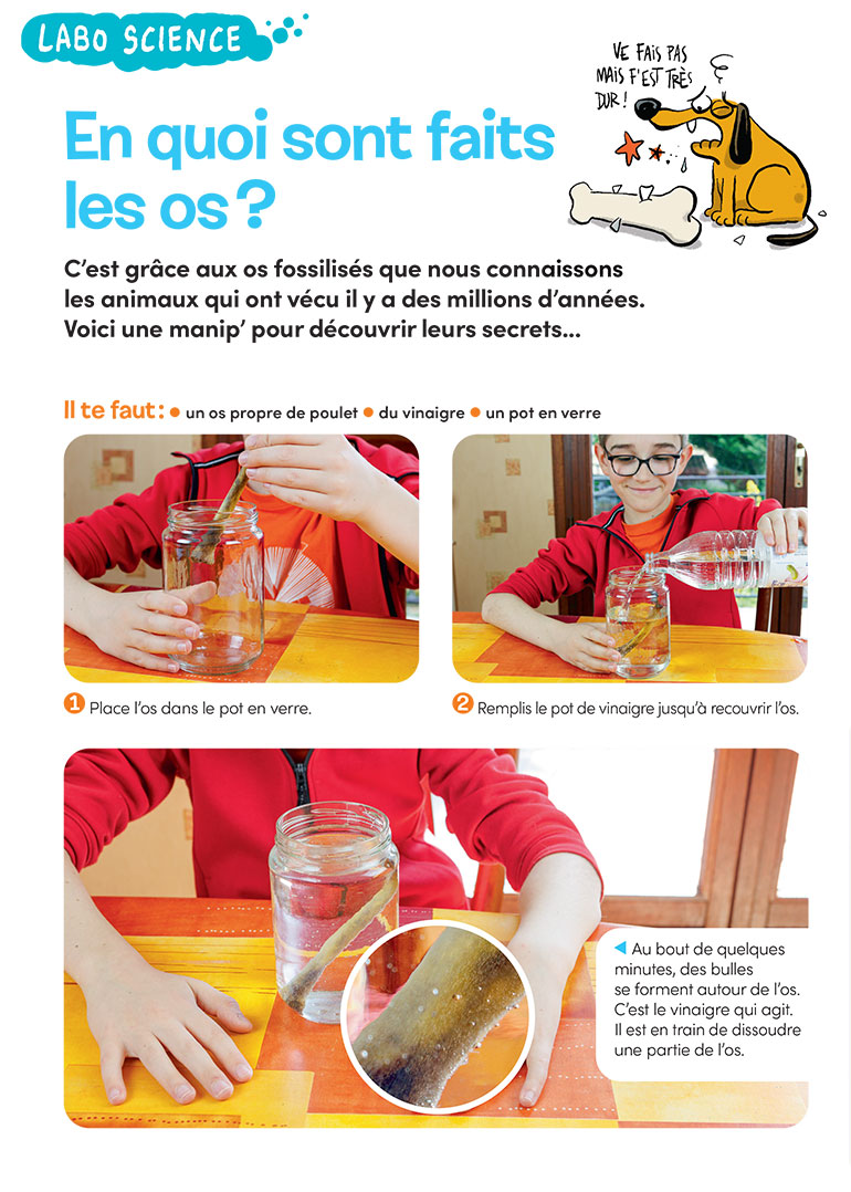 Labo science : En quoi sont faits les os ?, Images Doc n°417, septembre 2023. Photos : Rebecca Josset. Illustrations : Jérôme Sié.