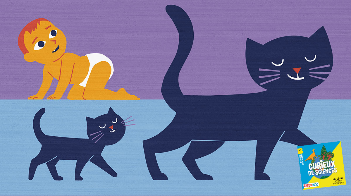 Illustration pour le podcast pour les enfants “Curieux de Sciences” : “Pourquoi les humains n’ont pas de queue ?”
