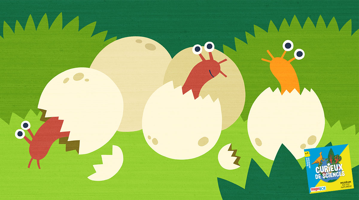 Illustration pour le podcast pour les enfants “Curieux de Sciences” : “Est-ce que les bébés escargots naissent avec leur coquille ?”