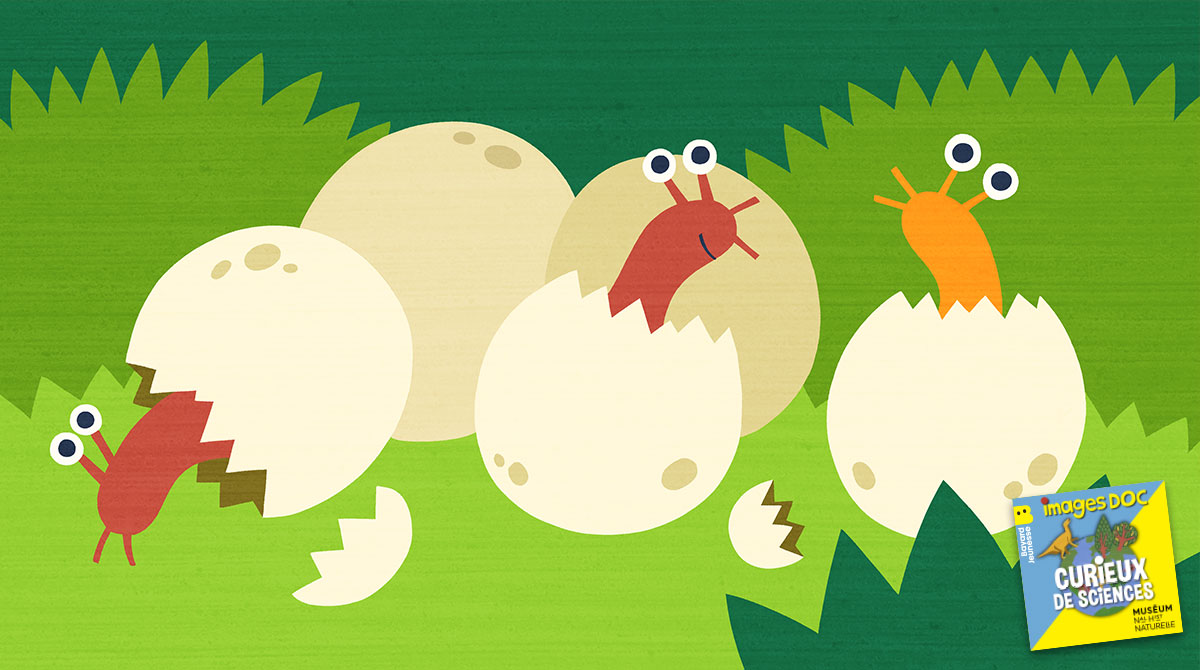 Illustration pour le podcast pour les enfants “Curieux de Sciences” : “Est-ce que les bébés escargots naissent avec leur coquille ?”