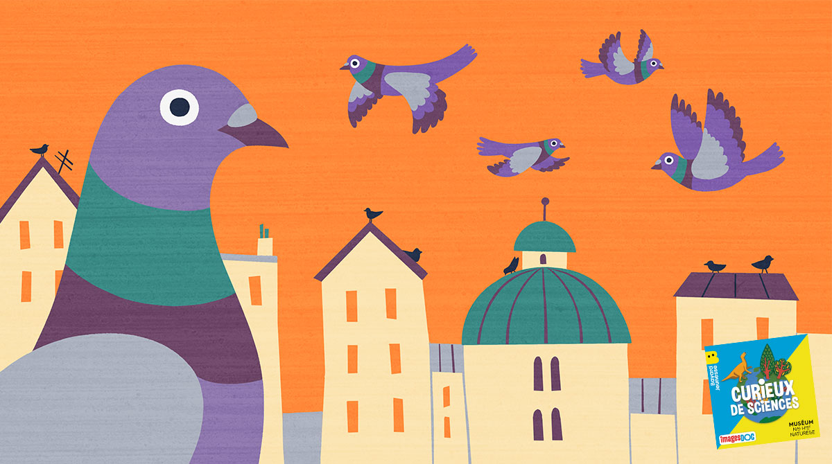 Illustration pour le podcast pour les enfants “Curieux de Sciences” : “Pourquoi il y a plus de pigeons que d’autres oiseaux dans les villes ?”