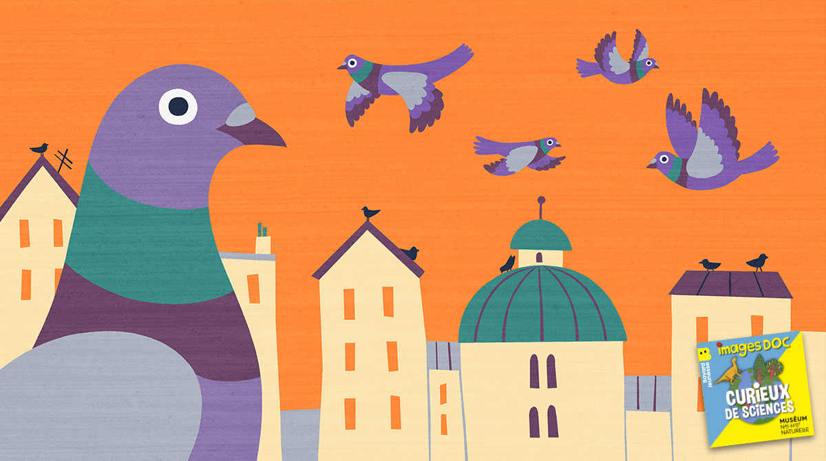 Illustration pour le podcast pour les enfants “Curieux de Sciences” : “Pourquoi il y a plus de pigeons que d’autres oiseaux dans les villes ?”