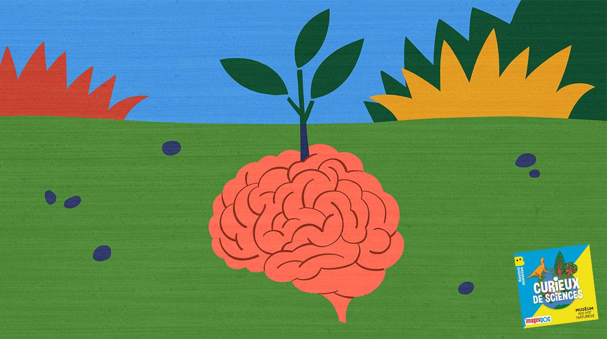 Illustration pour le podcast pour les enfants “Curieux de Sciences” : “Est-ce que les plantes ont un cerveau ?”