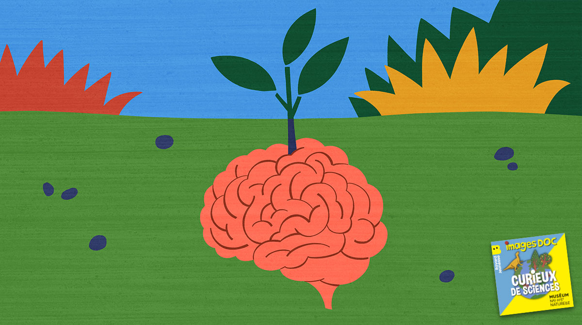 Illustration pour le podcast pour les enfants “Curieux de Sciences” : “Est-ce que les plantes ont un cerveau ?”