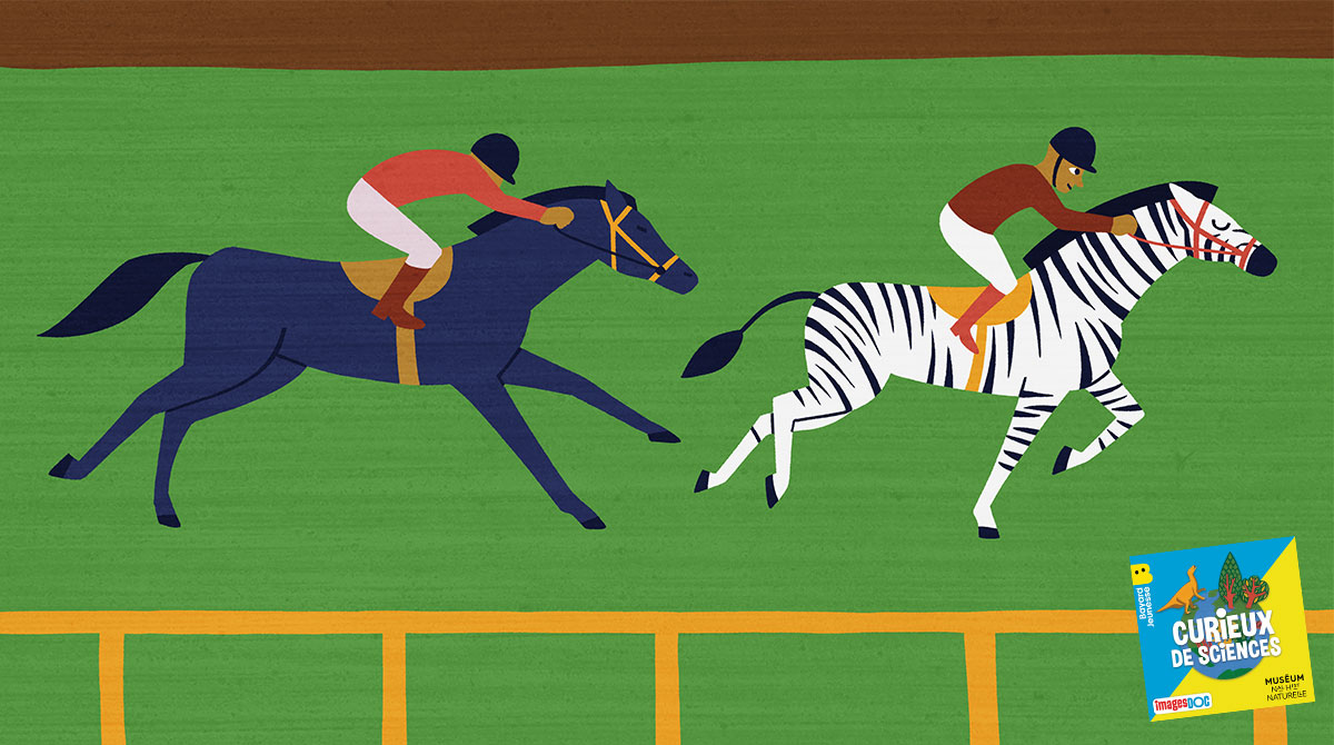 Illustration pour le podcast pour les enfants “Curieux de Sciences” : “Pourquoi les hommes ont domestiqué les chevaux et pas les zèbres ?”