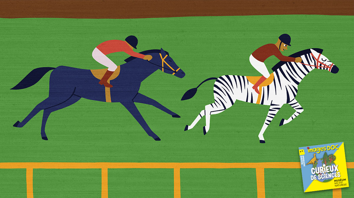 Illustration pour le podcast pour les enfants “Curieux de Sciences” : “Pourquoi les hommes ont domestiqué les chevaux et pas les zèbres ?”