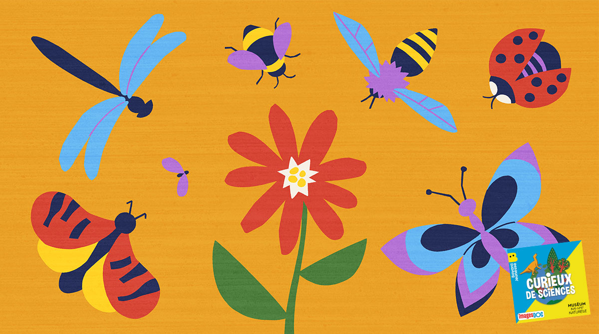 Illustration pour le podcast pour les enfants “Curieux de Sciences” : Est-ce que tous les insectes transportent le pollen des fleurs ?