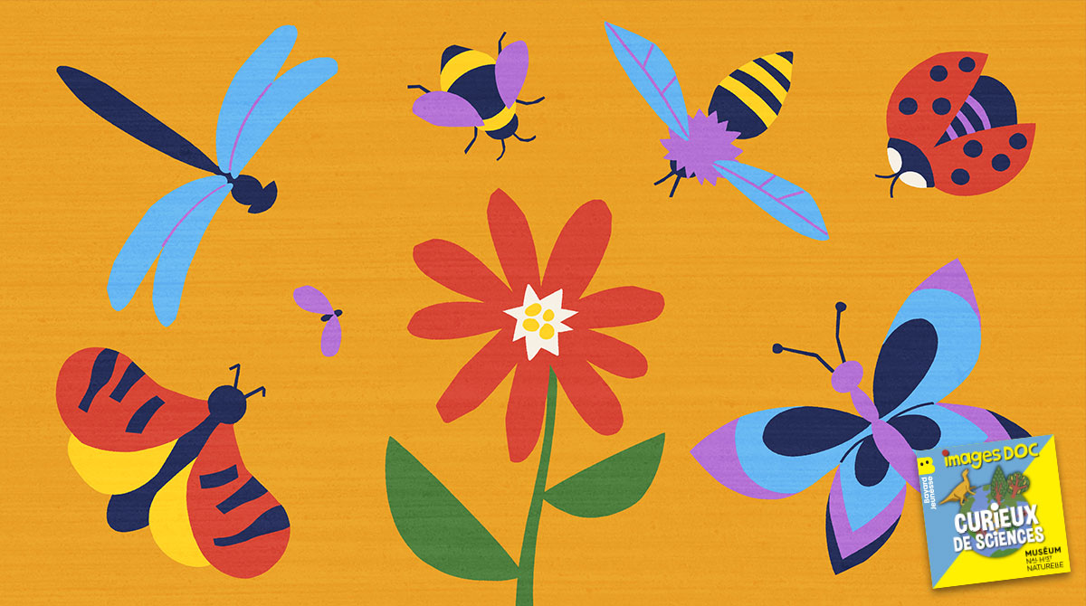 Illustration pour le podcast pour les enfants “Curieux de Sciences” : Est-ce que tous les insectes transportent le pollen des fleurs ?