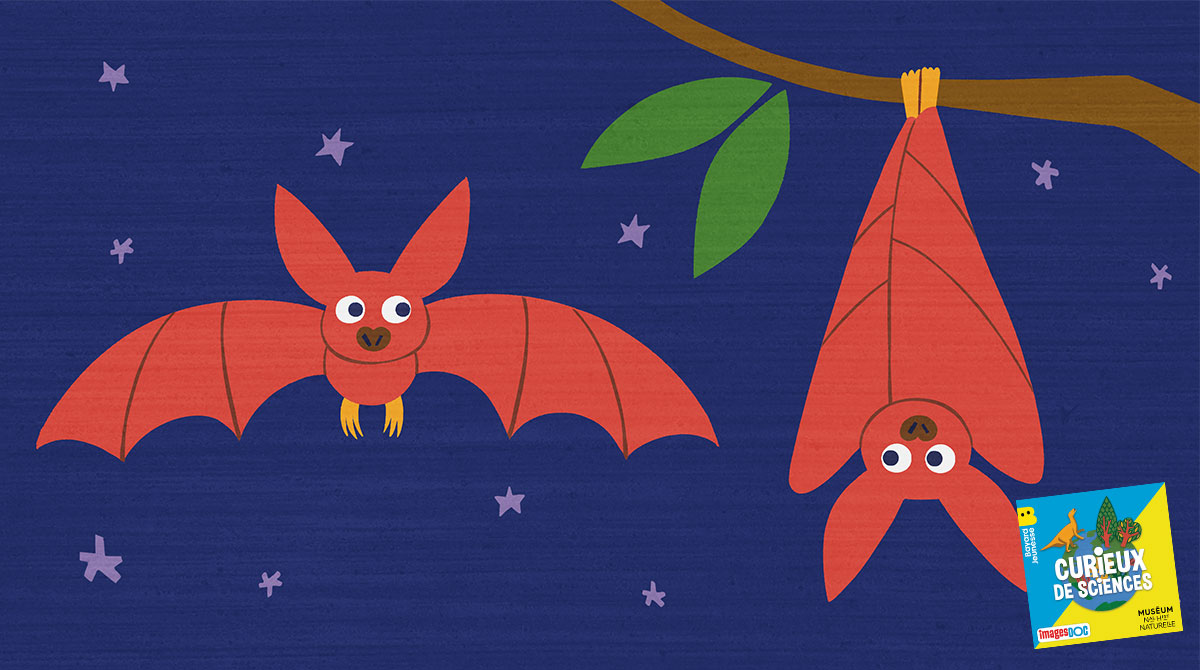 Illustration pour le podcast pour les enfants “Curieux de Sciences” : Pourquoi les chauves-souris dorment-elles la tête en bas ?