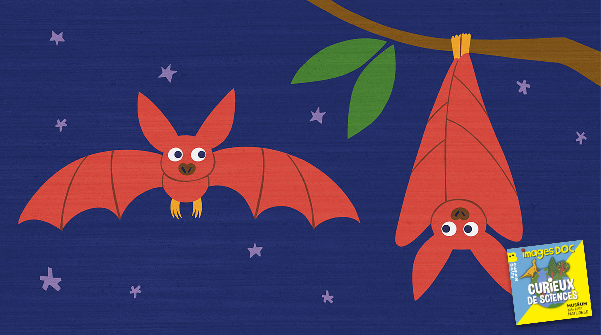 Illustration pour le podcast pour les enfants “Curieux de Sciences” : Pourquoi les chauves-souris dorment-elles la tête en bas ?