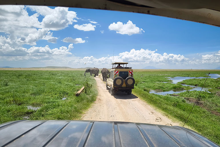 Séjour en famille en Tanzanie - safari et éléphants