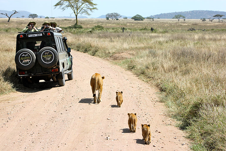 Séjour en famille en Tanzanie - safari et lionceaux