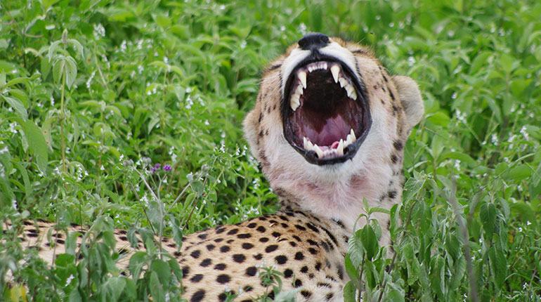 Séjour en famille en Tanzanie