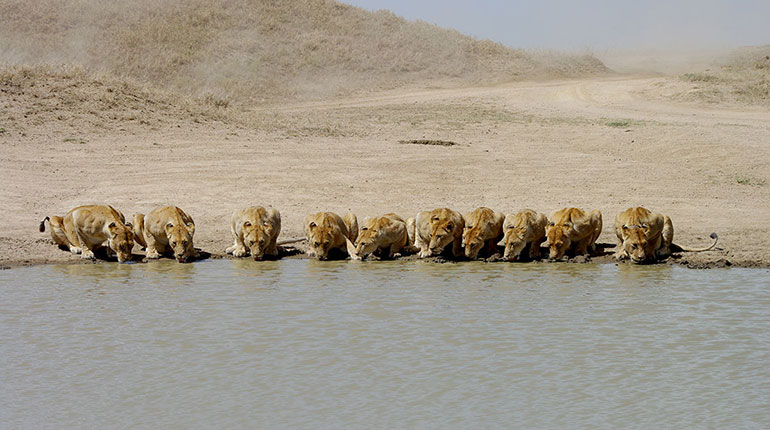Séjour en famille en Tanzanie - Des lionnes boivent de l'eau dans un lac