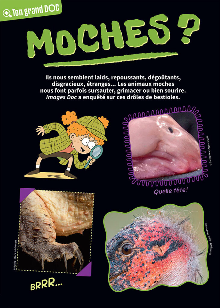 Image extraite du documentaire sur les animaux moches publié dans le magazine Images Doc n°454, octobre 2026.