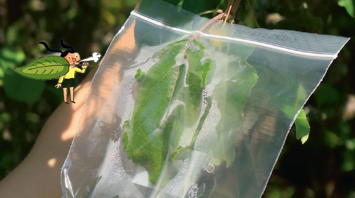 Est-ce que les plantes transpirent, elles aussi ?, Youpi 383. © Photo : Rebecca Josset. Illustration : Rémi Saillard.